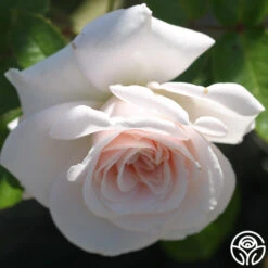 Amber Abundance® 6 Amber Abundance® -FloraFinesse Shop amber abundance 2 5