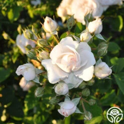 Amber Abundance® 7 Amber Abundance® -FloraFinesse Shop amber abundance 44