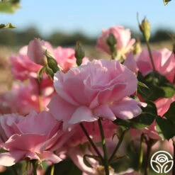 Amiga Mia -FloraFinesse Shop amiga mia 24