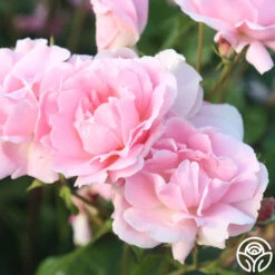 Amiga Mia -FloraFinesse Shop amiga mia 25