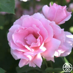 Amiga Mia -FloraFinesse Shop amiga mia 27