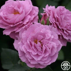 Angel Face -FloraFinesse Shop angel face 3 1