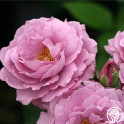 Angel Face -FloraFinesse Shop angel face 5 1