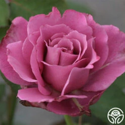 Angel Face -FloraFinesse Shop angel face 6