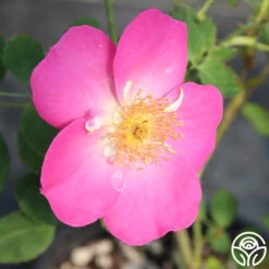 Angelina 9 Angelina -FloraFinesse Shop angelina 12