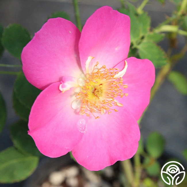 Angelina 3 Angelina - Image 3