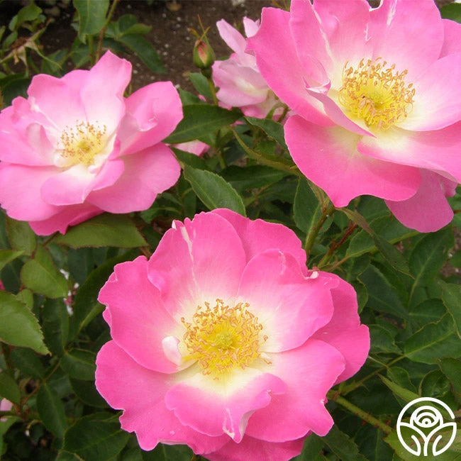 Angelina 2 Angelina - Image 2