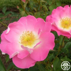 Angelina 12 Angelina -FloraFinesse Shop angelina 15