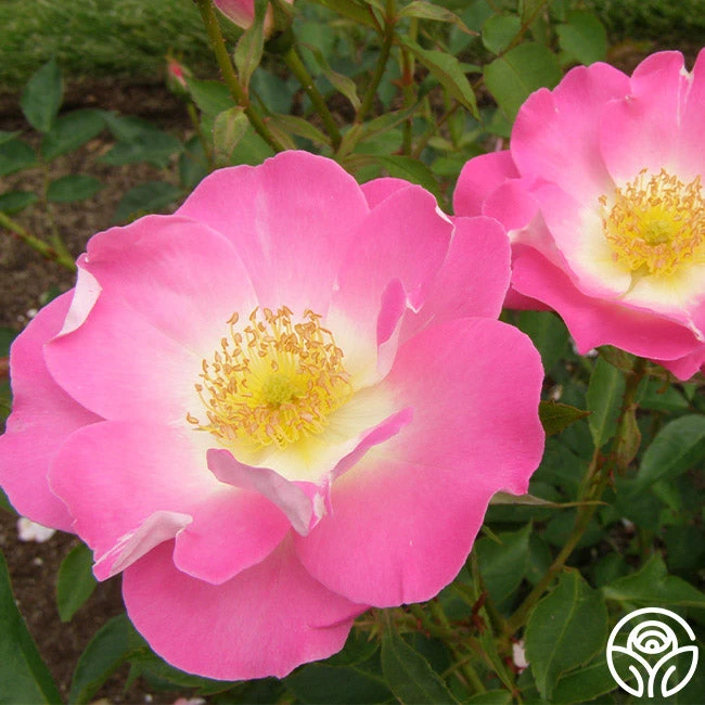 Angelina 6 Angelina - Image 6