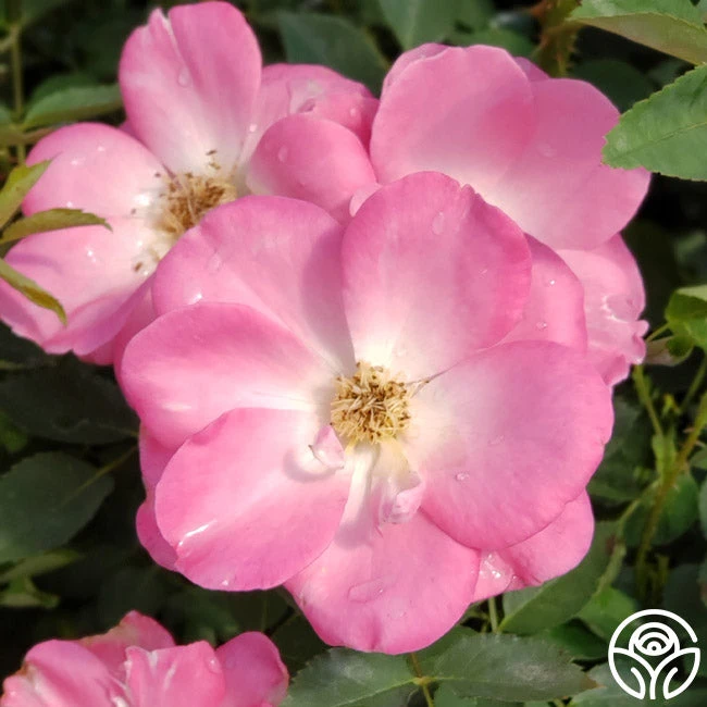 Angelina 7 Angelina - Image 7