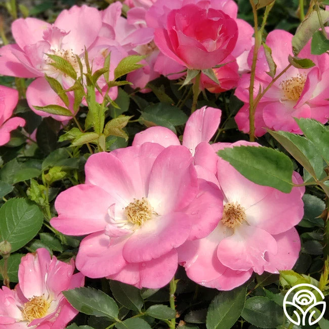 Angelina 5 Angelina - Image 5