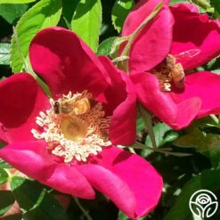 Ann Endt -FloraFinesse Shop ann endt logo 03