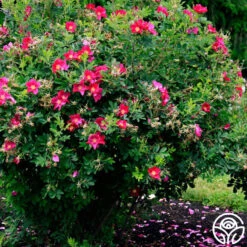 Ann Endt -FloraFinesse Shop ann endt logo 04