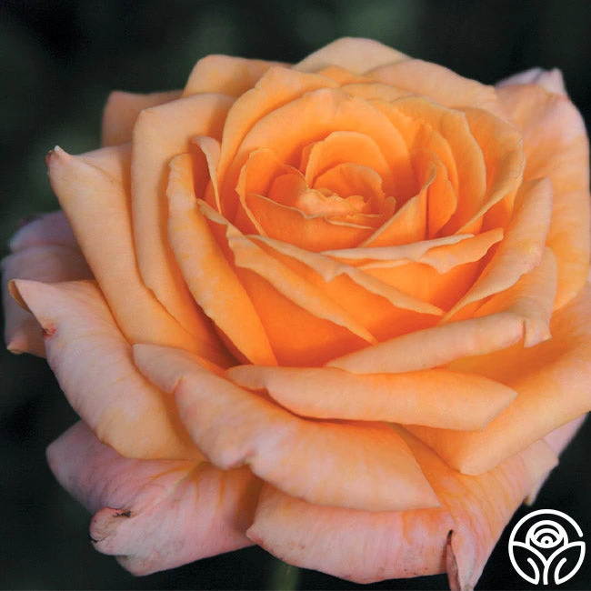 Arizona 2 Arizona - Image 2