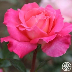 Audrey Wilcox® 6 Audrey Wilcox® -FloraFinesse Shop audrey wilcox 2