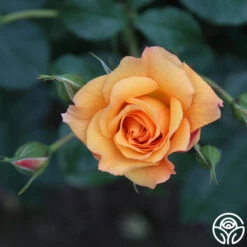 Autumn Sunset® -FloraFinesse Shop autumn sunset 18