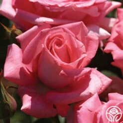 Awareness -FloraFinesse Shop awareness 4 1