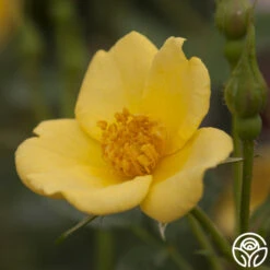 Baby Love® -FloraFinesse Shop baby love 3 1