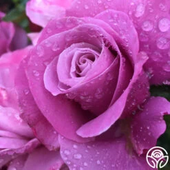 Barbra Streisand -FloraFinesse Shop barbra streisand 2 8