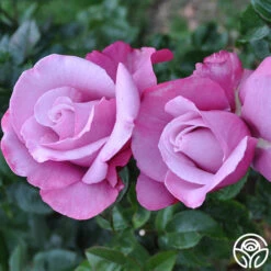 Barbra Streisand -FloraFinesse Shop barbra streisand 4 2 1