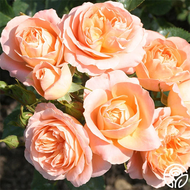 Beautiful Dreamer™ 2 Beautiful Dreamer™ - Image 2