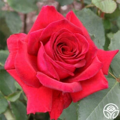 Because She Served® 10 Because She Served® -FloraFinesse Shop because she served 1 1