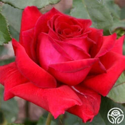 Because She Served® 14 Because She Served® -FloraFinesse Shop because she served 2 3