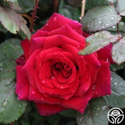 Because She Served® 11 Because She Served® -FloraFinesse Shop because she served 4 2