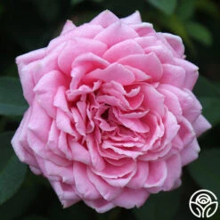 Belinda's Dream -FloraFinesse Shop belinda s dream 13