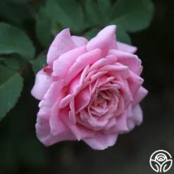 Belinda's Dream -FloraFinesse Shop belinda s dream 14