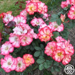 Betty Boop™ 15 Betty Boop™ -FloraFinesse Shop betty boop 7 1 1