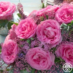 Eleganza® Beverly -FloraFinesse Shop beverly 4 1