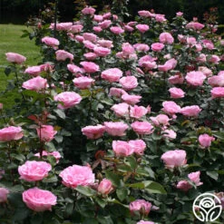 Eleganza® Beverly -FloraFinesse Shop beverly 7