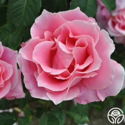 Bewitched -FloraFinesse Shop bewitched 2 8