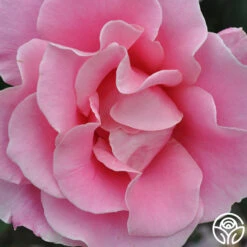 Bewitched -FloraFinesse Shop bewitched 3 1 1