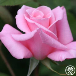 Bewitched -FloraFinesse Shop bewitched 8