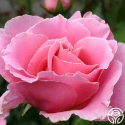 Bewitched -FloraFinesse Shop bewitched 9