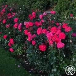 Big Momma™ -FloraFinesse Shop big momma 3 5