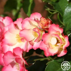 Birthday Girl -FloraFinesse Shop birthday girl 14