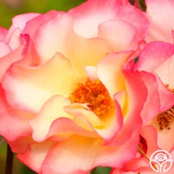 Birthday Girl -FloraFinesse Shop birthday girl 3 1