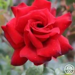 Black Beauty® -FloraFinesse Shop black beauty 2 2