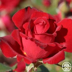 Black Beauty® -FloraFinesse Shop black beauty 3 1