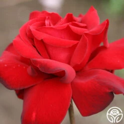 Black Beauty® -FloraFinesse Shop black beauty 5 9