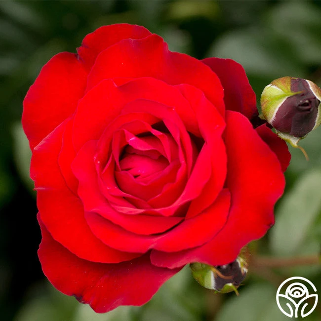 Black Cherry™ 1 Black Cherry™