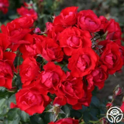 Black Forest Rose® -FloraFinesse Shop black forest rose 2