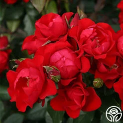 Black Forest Rose® -FloraFinesse Shop black forest rose 3