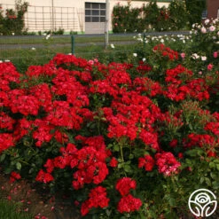 Black Forest Rose® -FloraFinesse Shop black forest rose 5 1