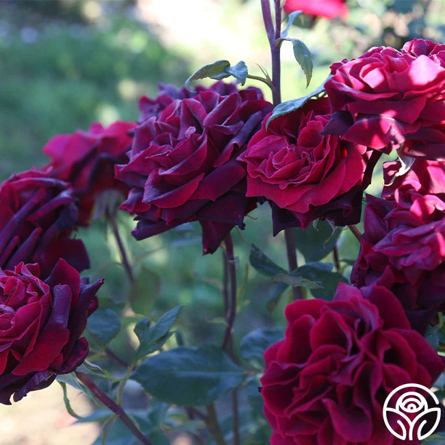 Black Lady™ 3 Black Lady™ - Image 3