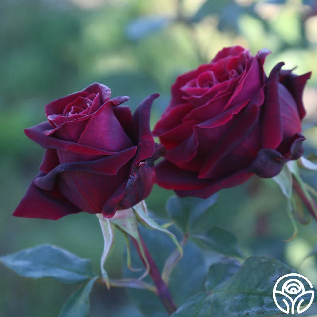 Black Lady™ 7 Black Lady™ - Image 7