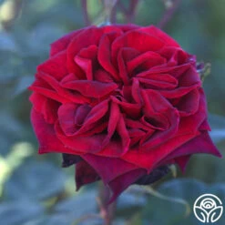 Black Lady™ 12 Black Lady™ -FloraFinesse Shop black lady 18